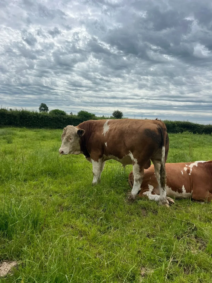 Fleckvieh Bull - Image 1