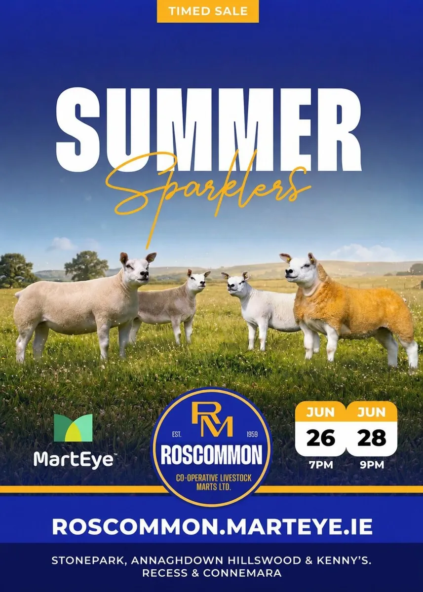 🌟🐑 SUMMER SPARKLERS PEDIGREE TEXEL SALE 🐑🌟