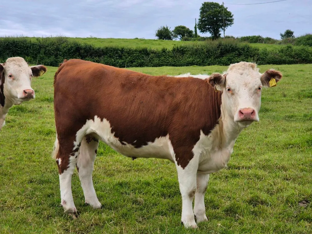 Pedigree Hereford Heifers - Image 2