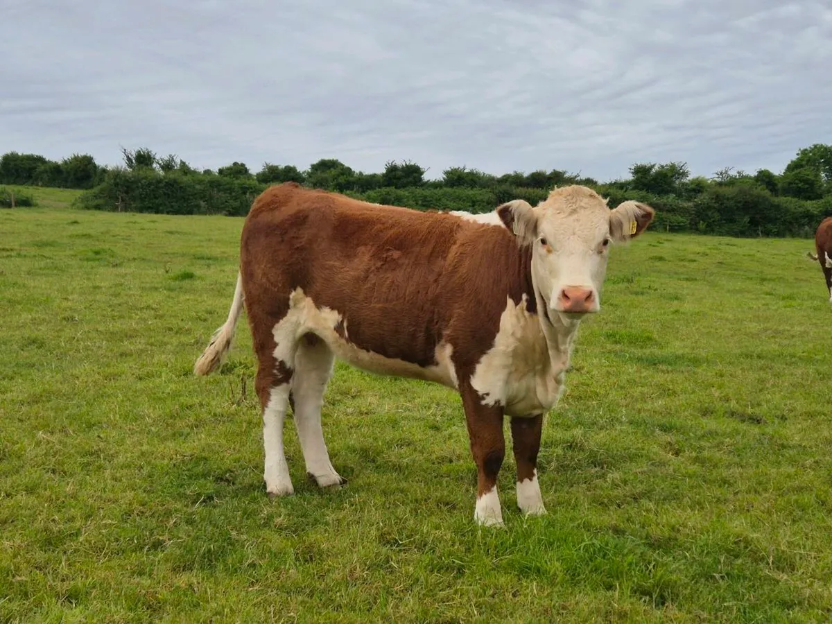 Pedigree Hereford Heifers - Image 3
