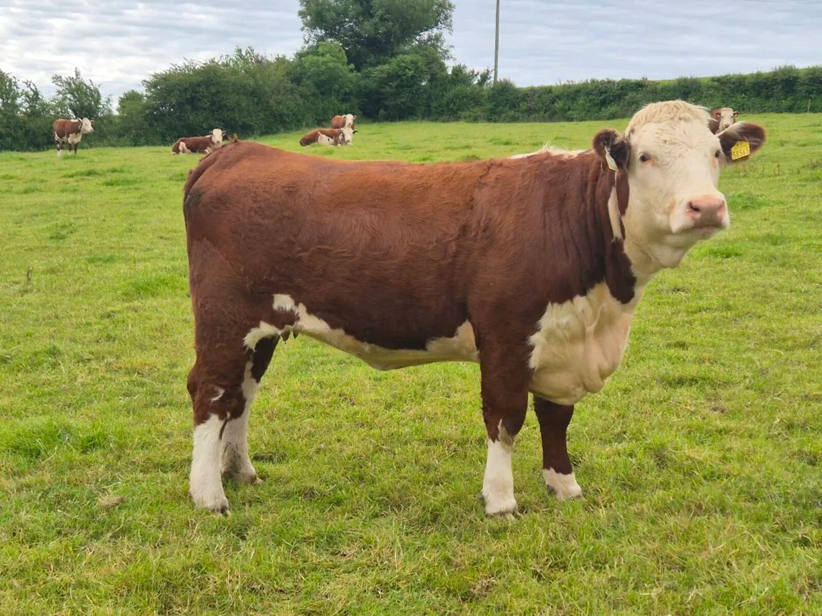 Pedigree Hereford Heifers - Image 4