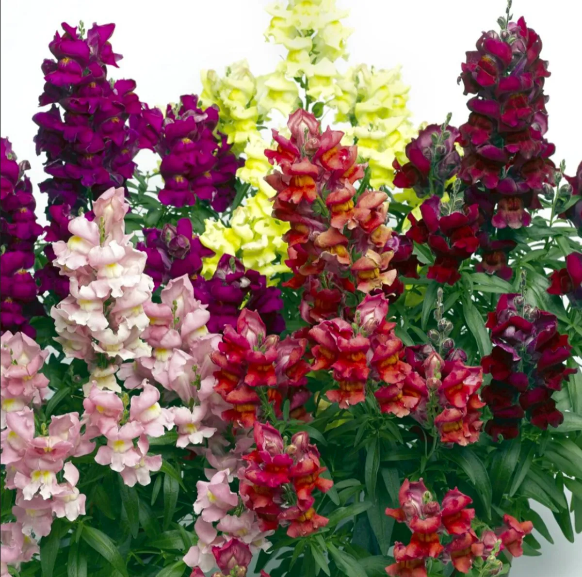 Snapdragon flowers - Image 1