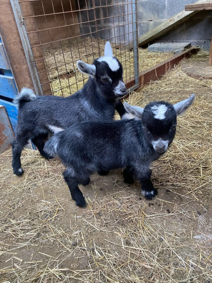 Pure breed Pygmy kids - Image 1