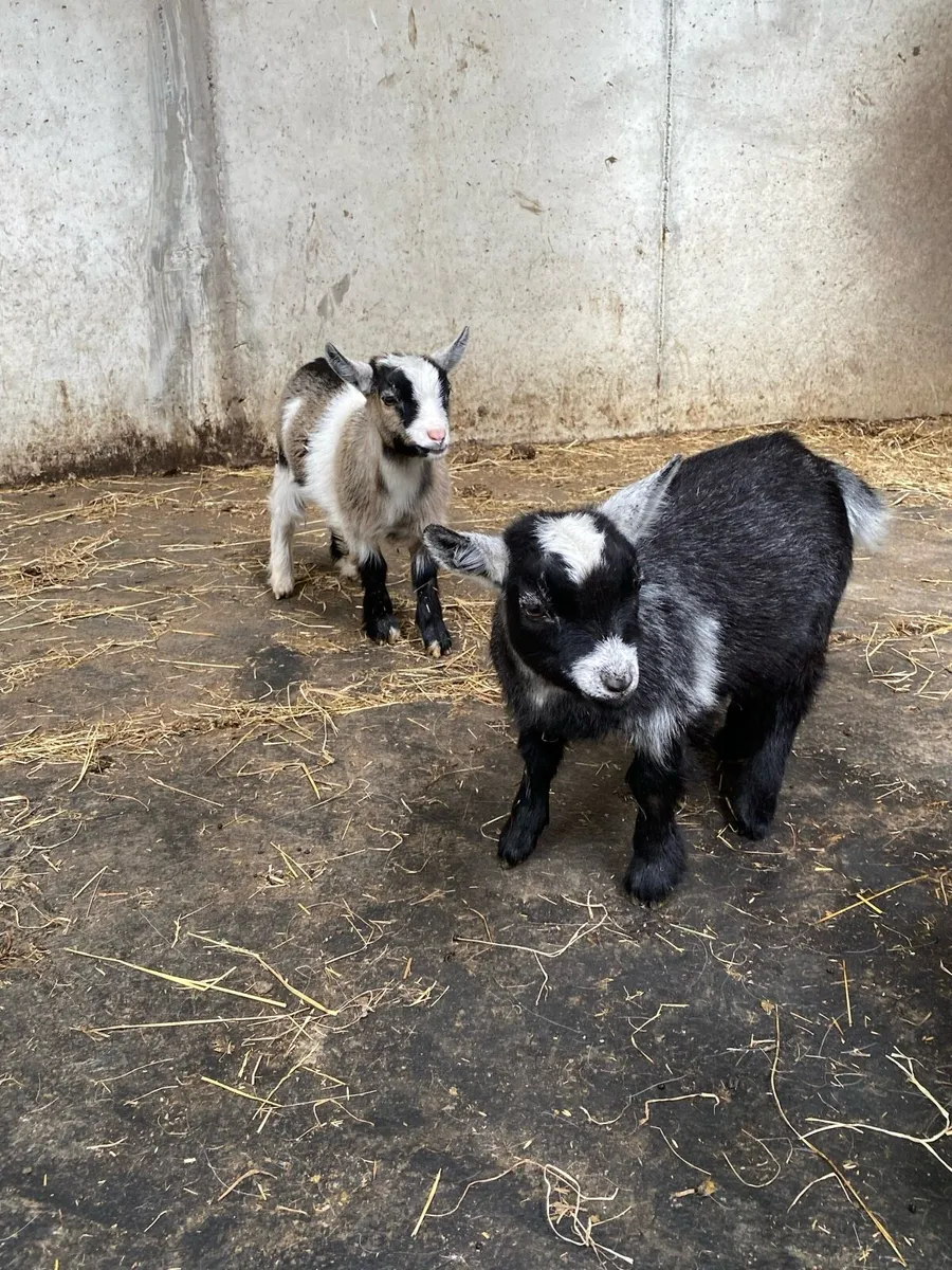 Pure breed Pygmy kids - Image 2