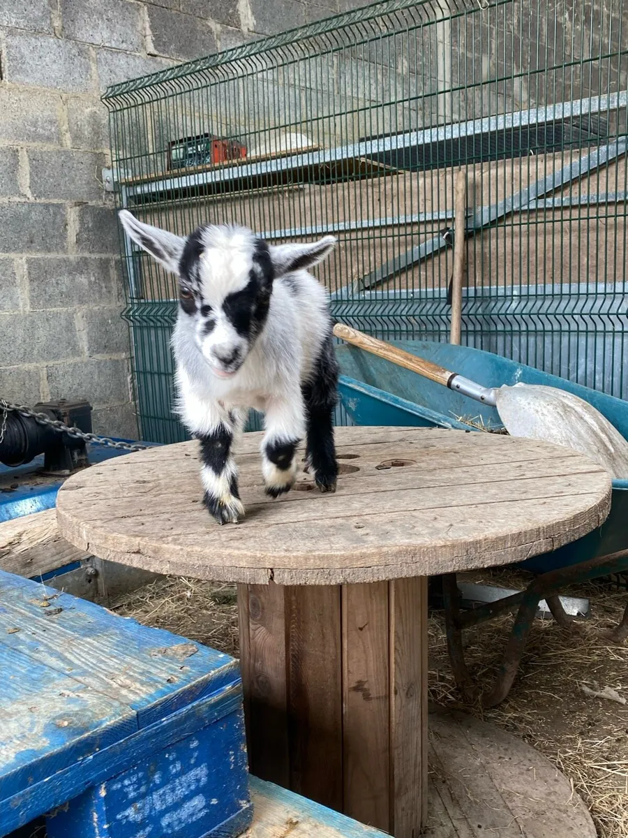 Pure breed Pygmy kids - Image 3