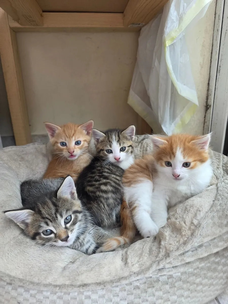 Lovely kitties for good homes only - Image 1