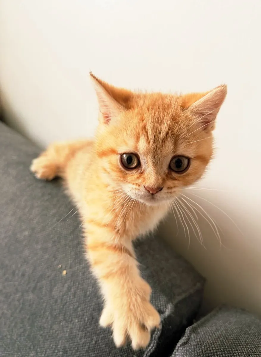 British shorthair minchkin - Image 1