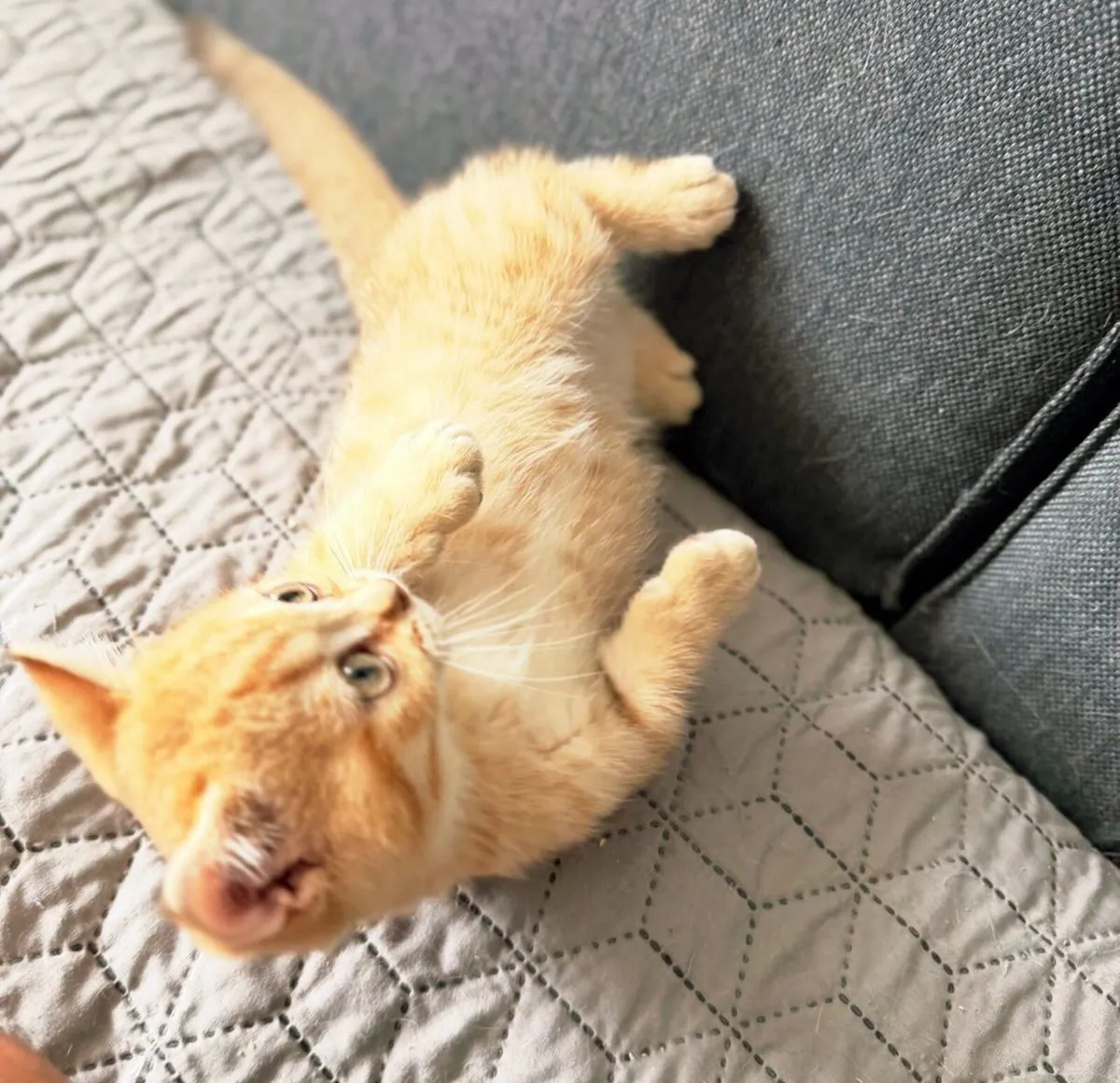 British shorthair minchkin - Image 3