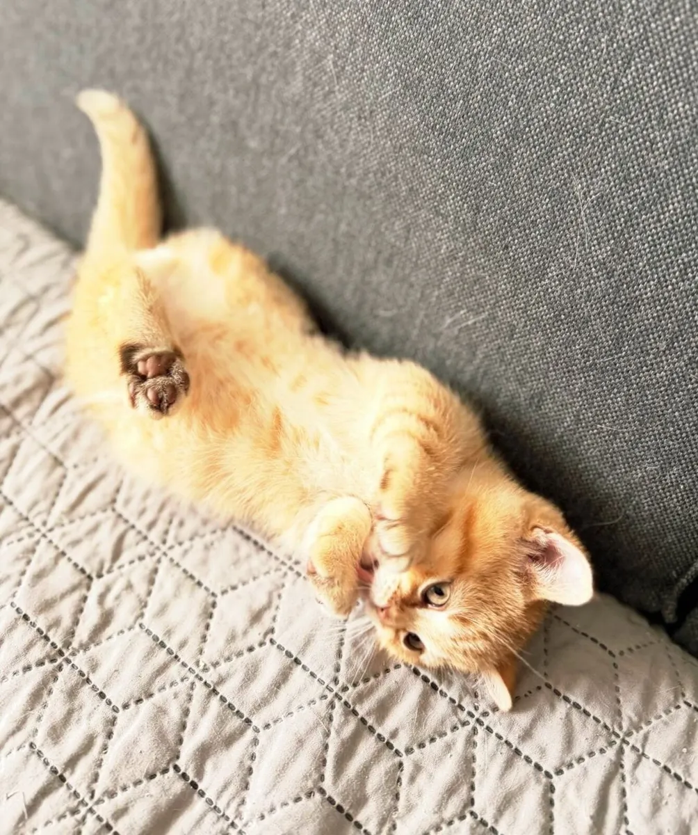 British shorthair minchkin - Image 2