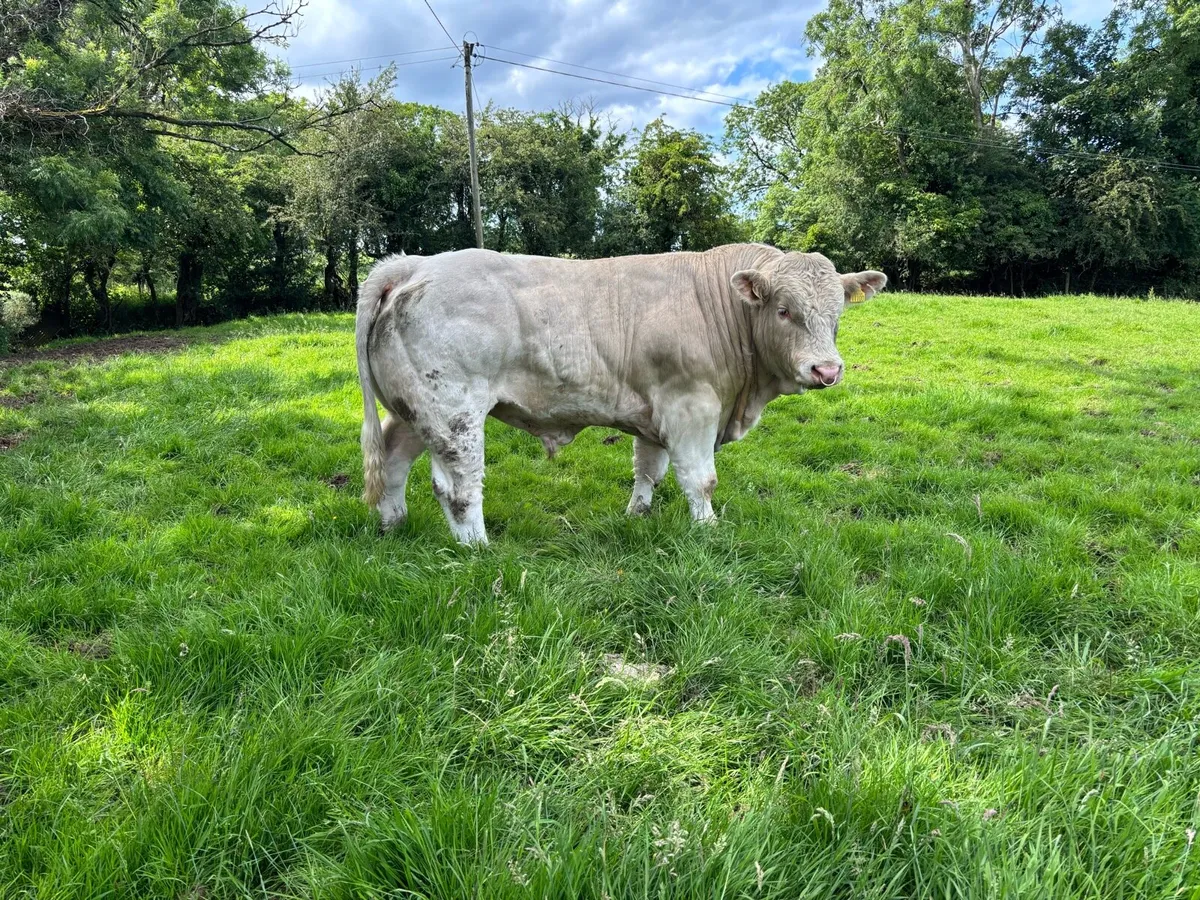 Charolais Bulls - Image 2