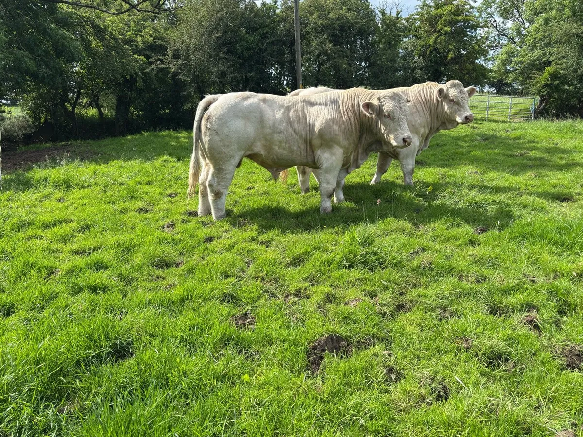 Charolais Bulls - Image 3