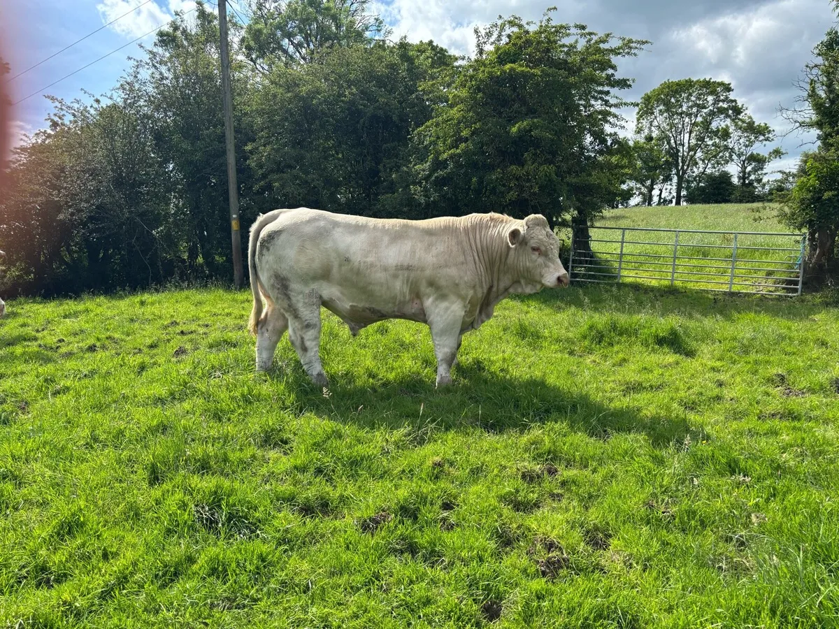 Charolais Bulls - Image 4