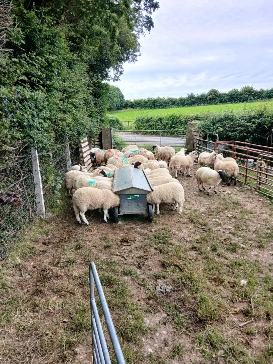 30 store lambs - Image 4