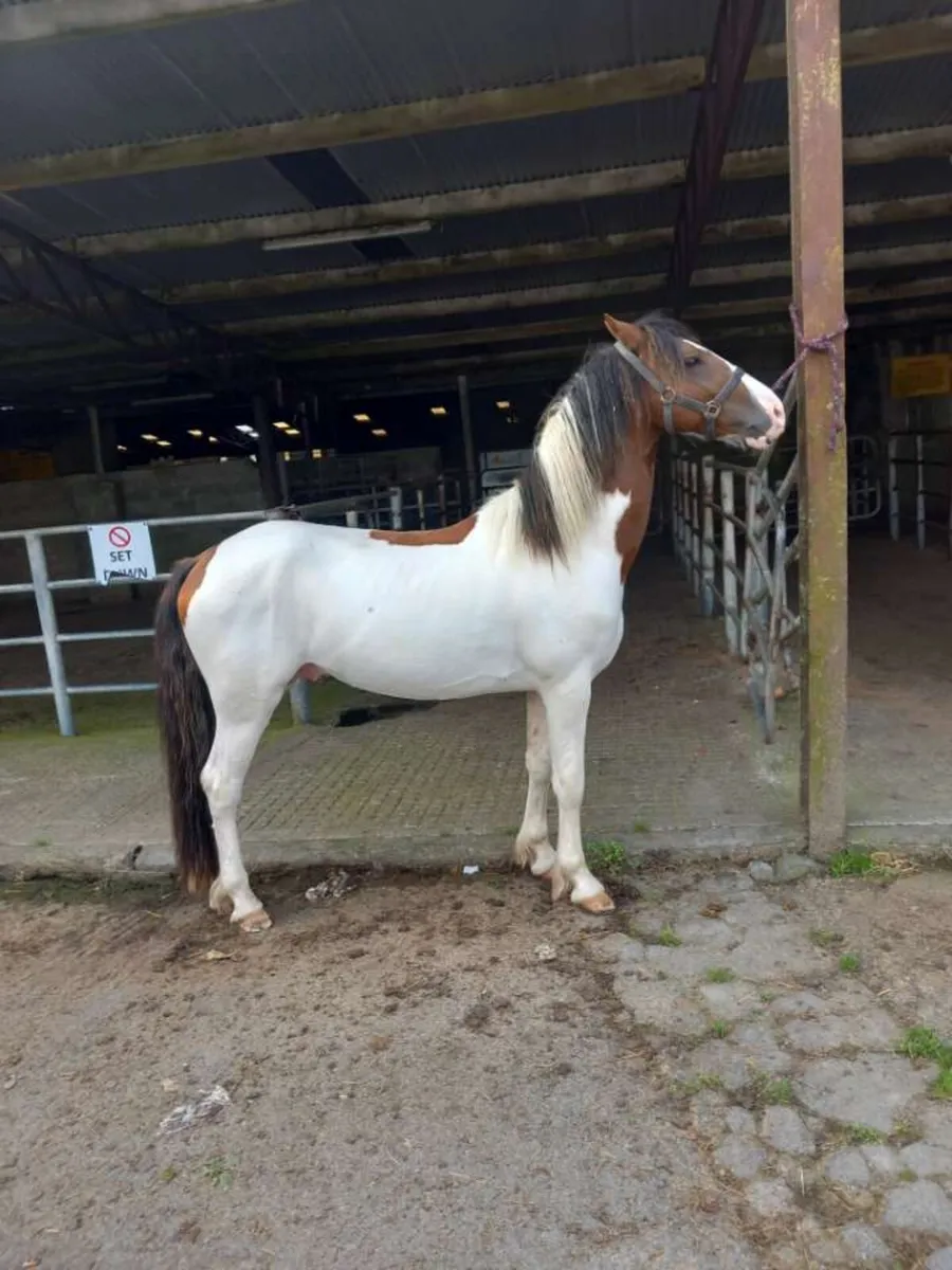 4 year old stallion  broken riding/driving - Image 1