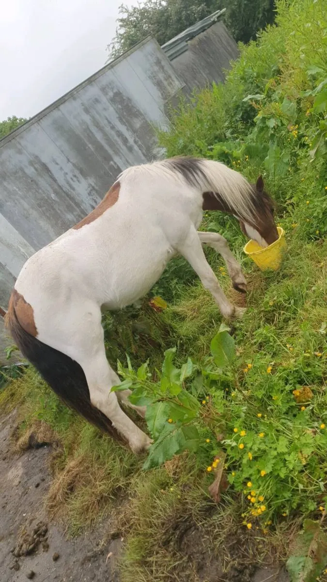 4 year old stallion  broken riding/driving - Image 2
