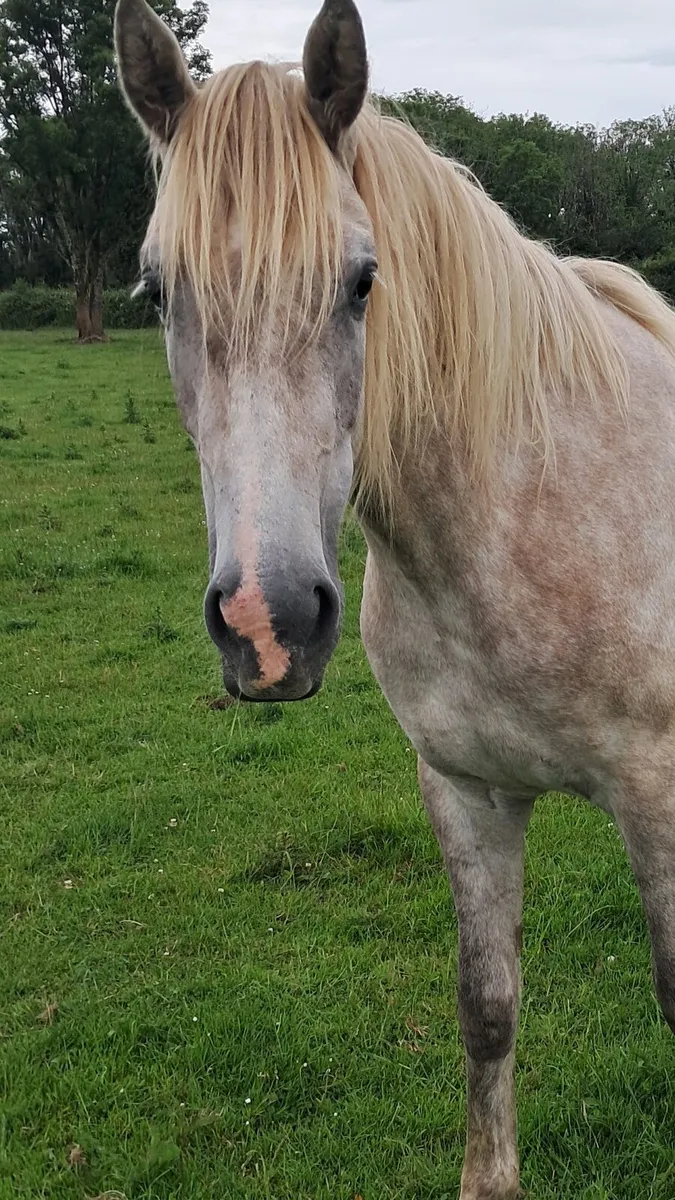 Horse - Image 1