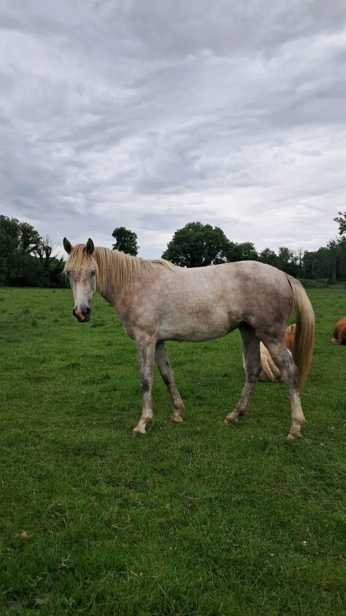 Horse - Image 2