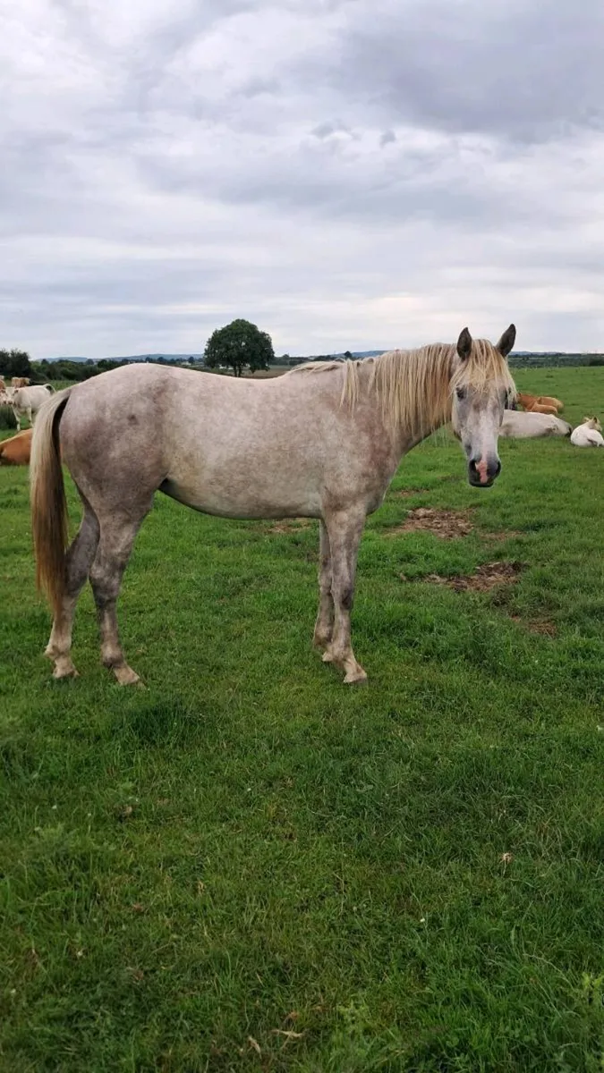 Horse - Image 3