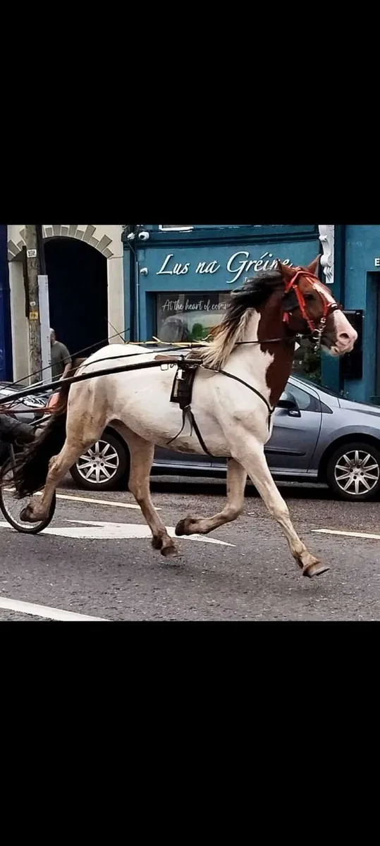 4 year old stallion  broken riding/driving - Image 3