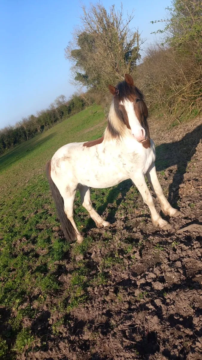 4 year old stallion  broken riding/driving - Image 4