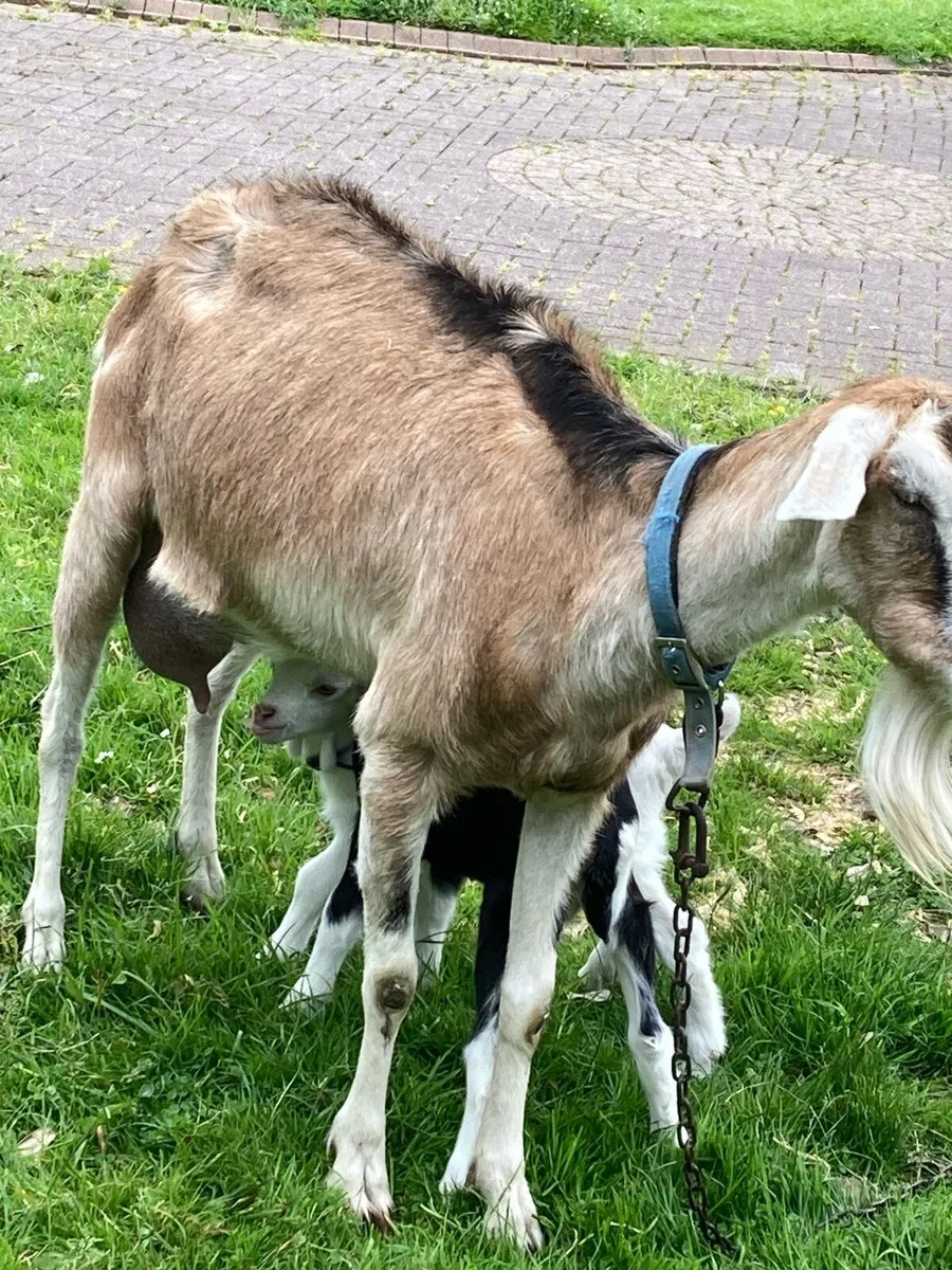 Milking goat with buck kid/kids - Image 1