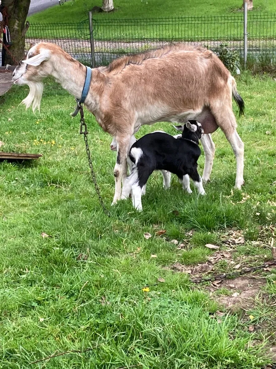Milking goat with buck kid/kids - Image 2