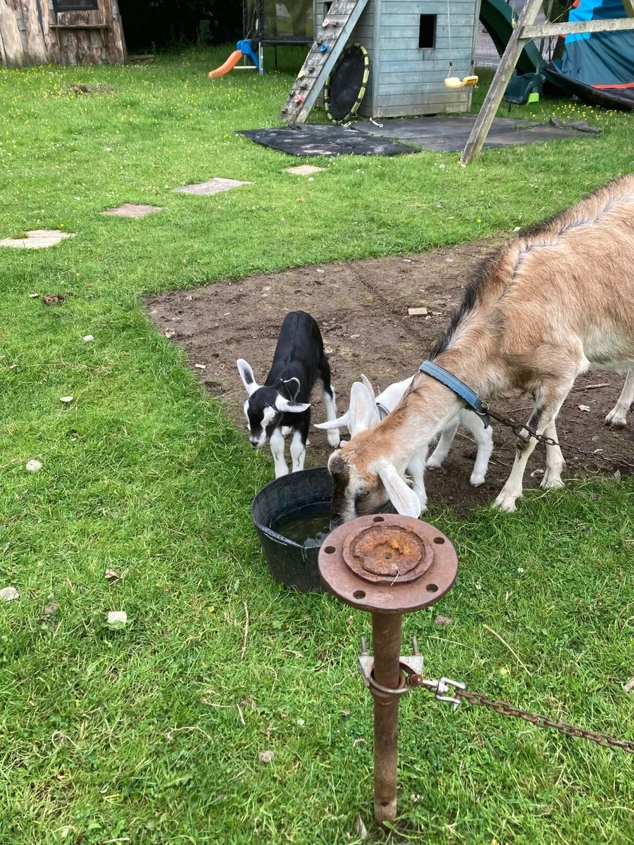 Milking goat with buck kid/kids - Image 4