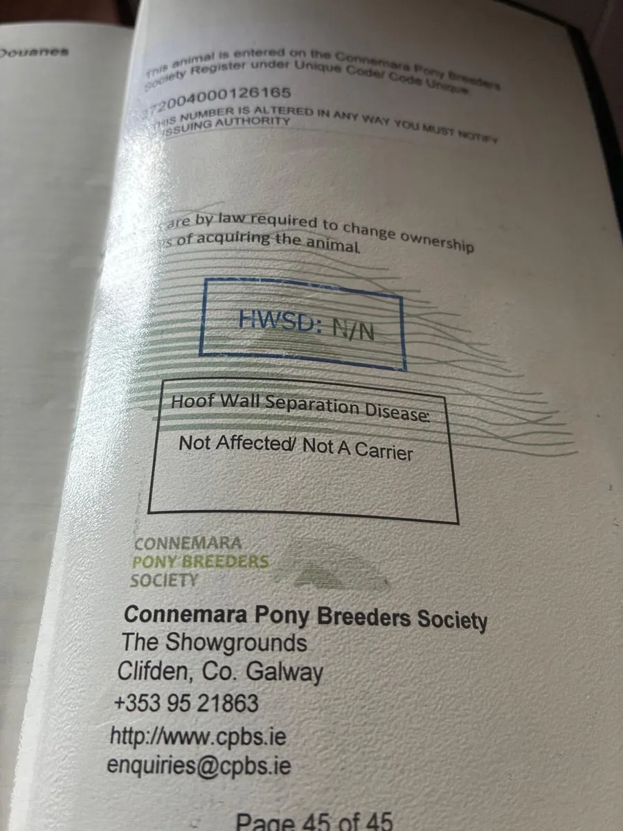 2 year old Connemara gelding - Image 2