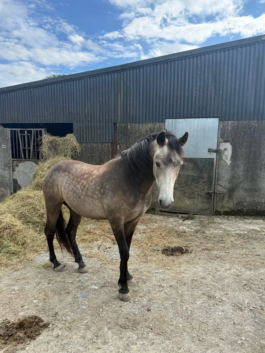 2 year old Connemara gelding - Image 1