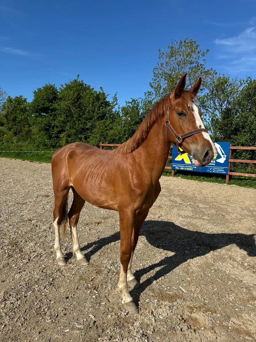 Flashy 2yo colt by Jericho de Hus - Image 1