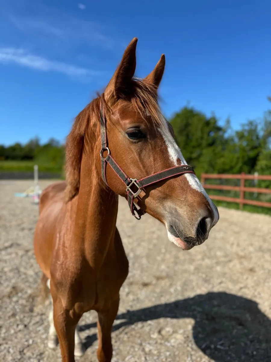 Flashy 2yo colt by Jericho de Hus - Image 2