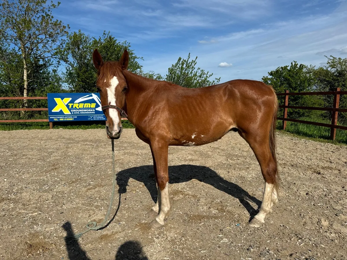 Flashy 2yo colt by Jericho de Hus - Image 3
