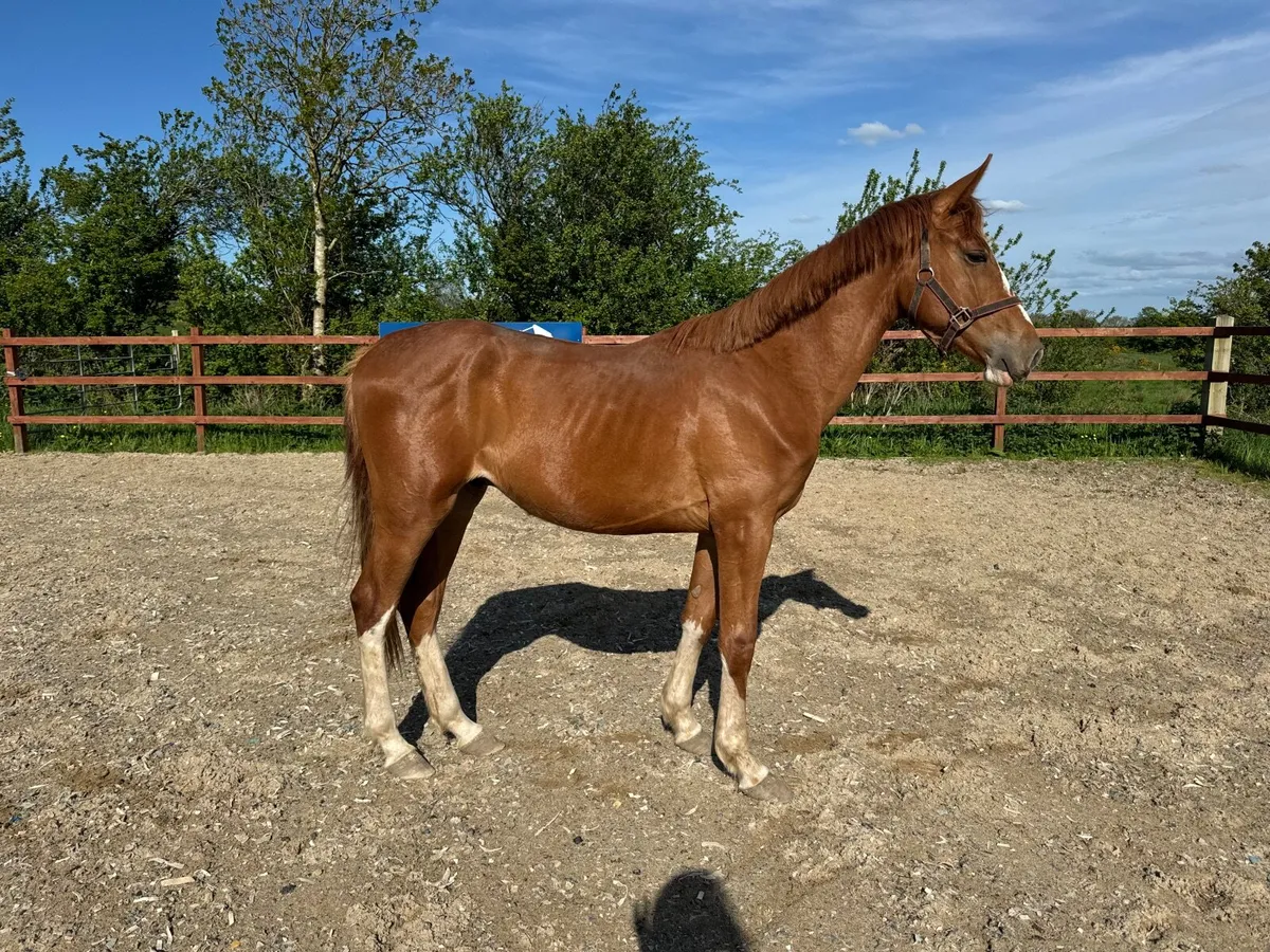 Flashy 2yo colt by Jericho de Hus - Image 4