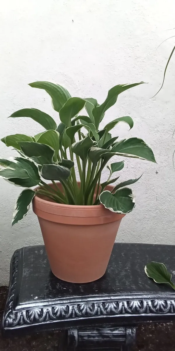 Luxury High Quality Concrete Garden Planters - Image 2