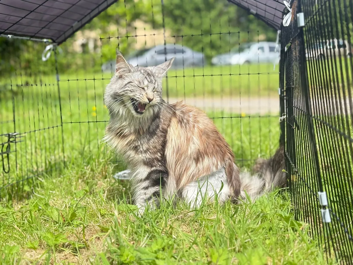 Maine coon - Image 3