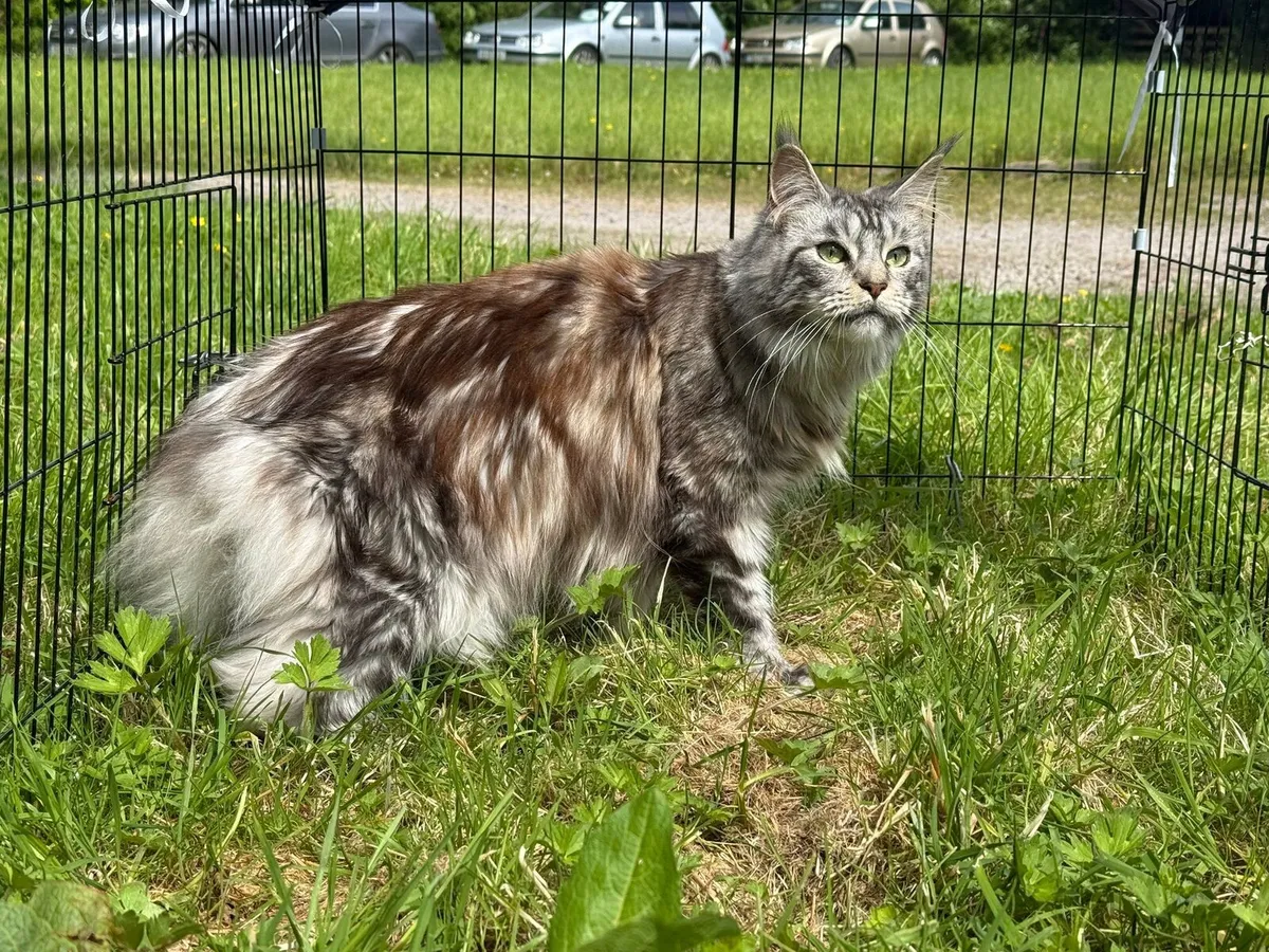 Maine coon - Image 4