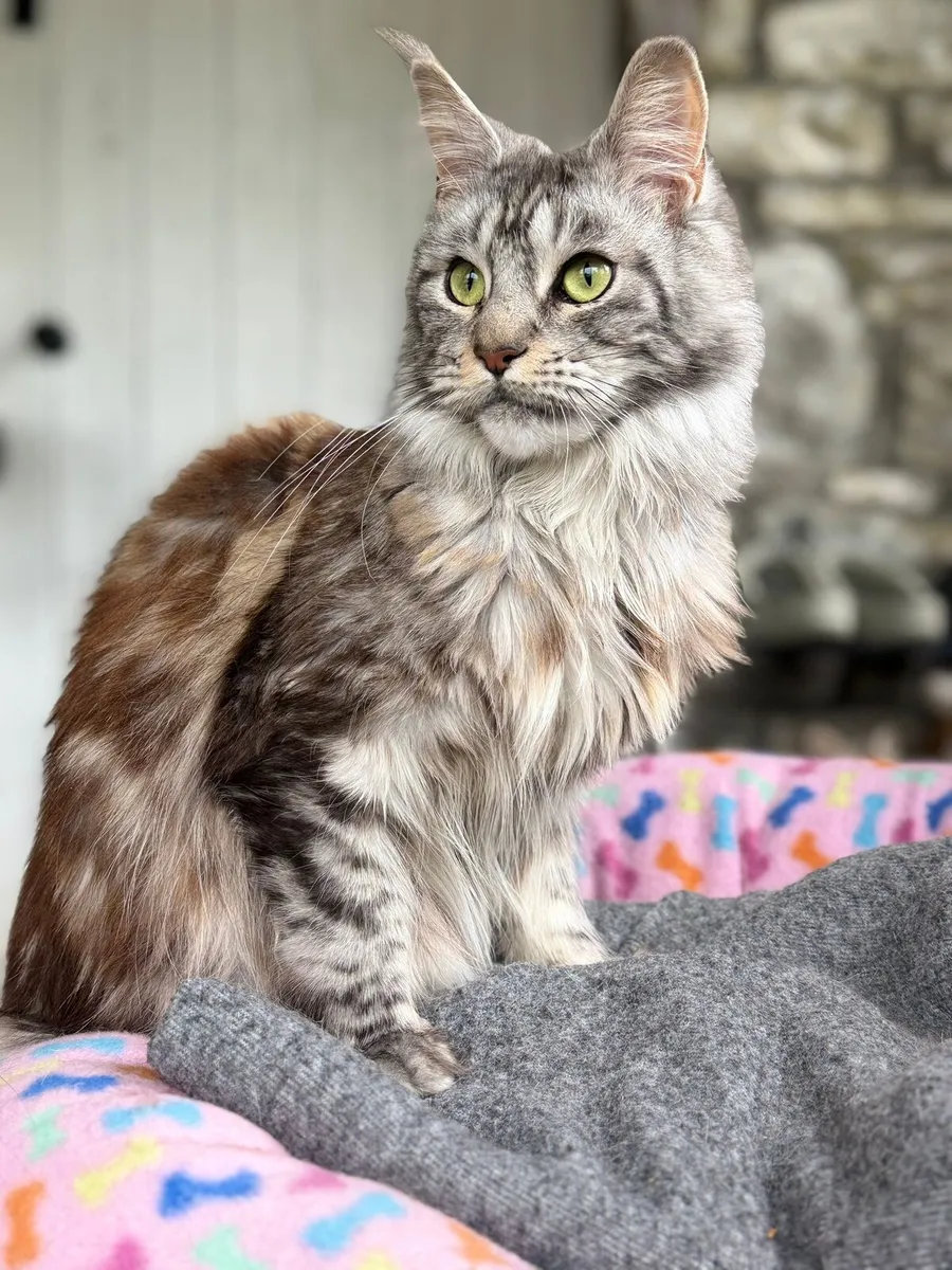 Maine coon - Image 1