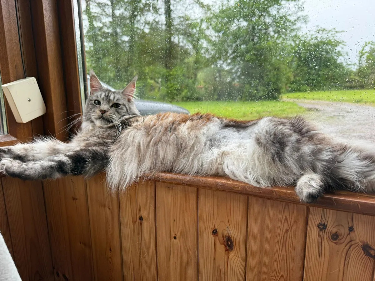 Maine coon - Image 2