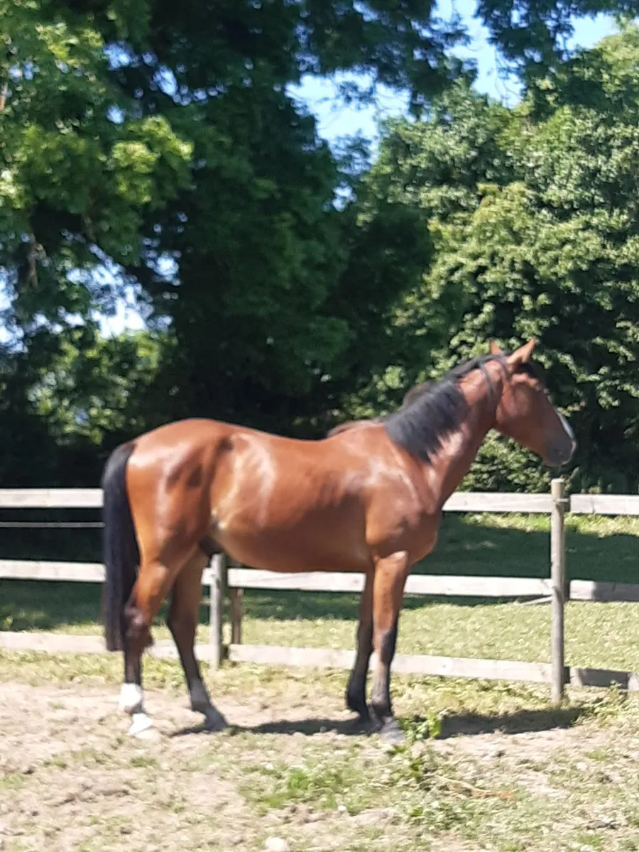 Horse 3 year old gelding - Image 1