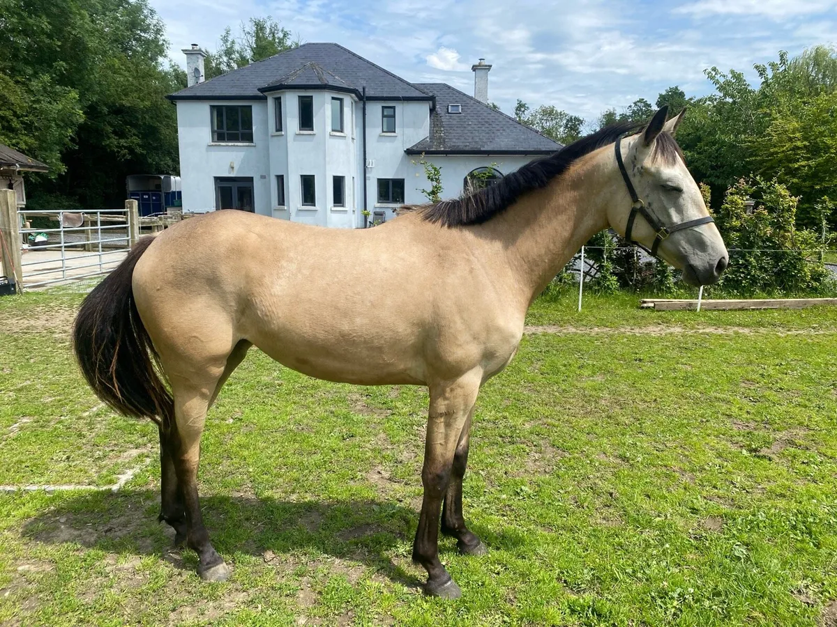 2 yr old Connemara X  filly - Image 2