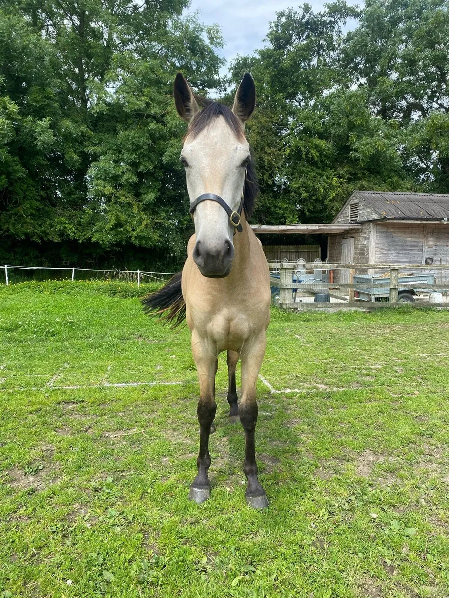2 yr old Connemara X  filly - Image 3
