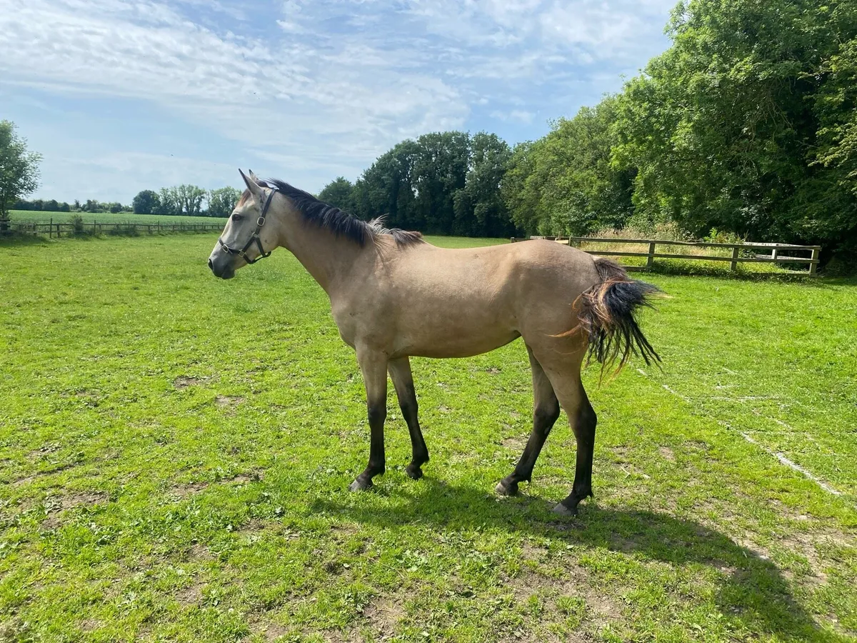 2 yr old Connemara X  filly - Image 4