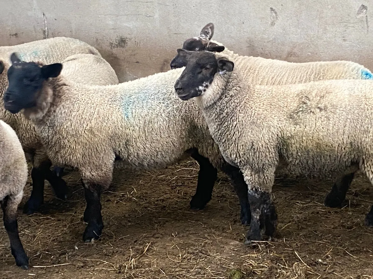 Well bred texelewe lambs - Image 2