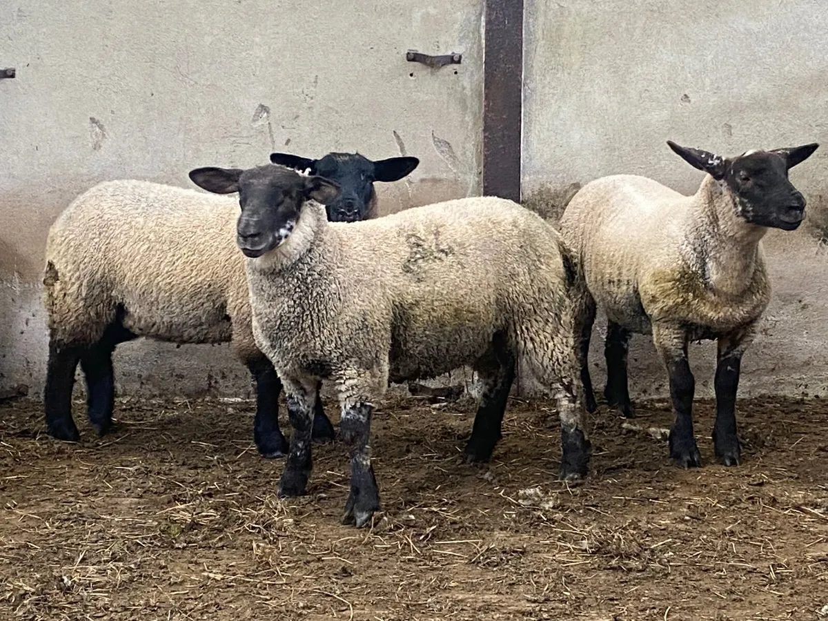 Well bred texelewe lambs - Image 4