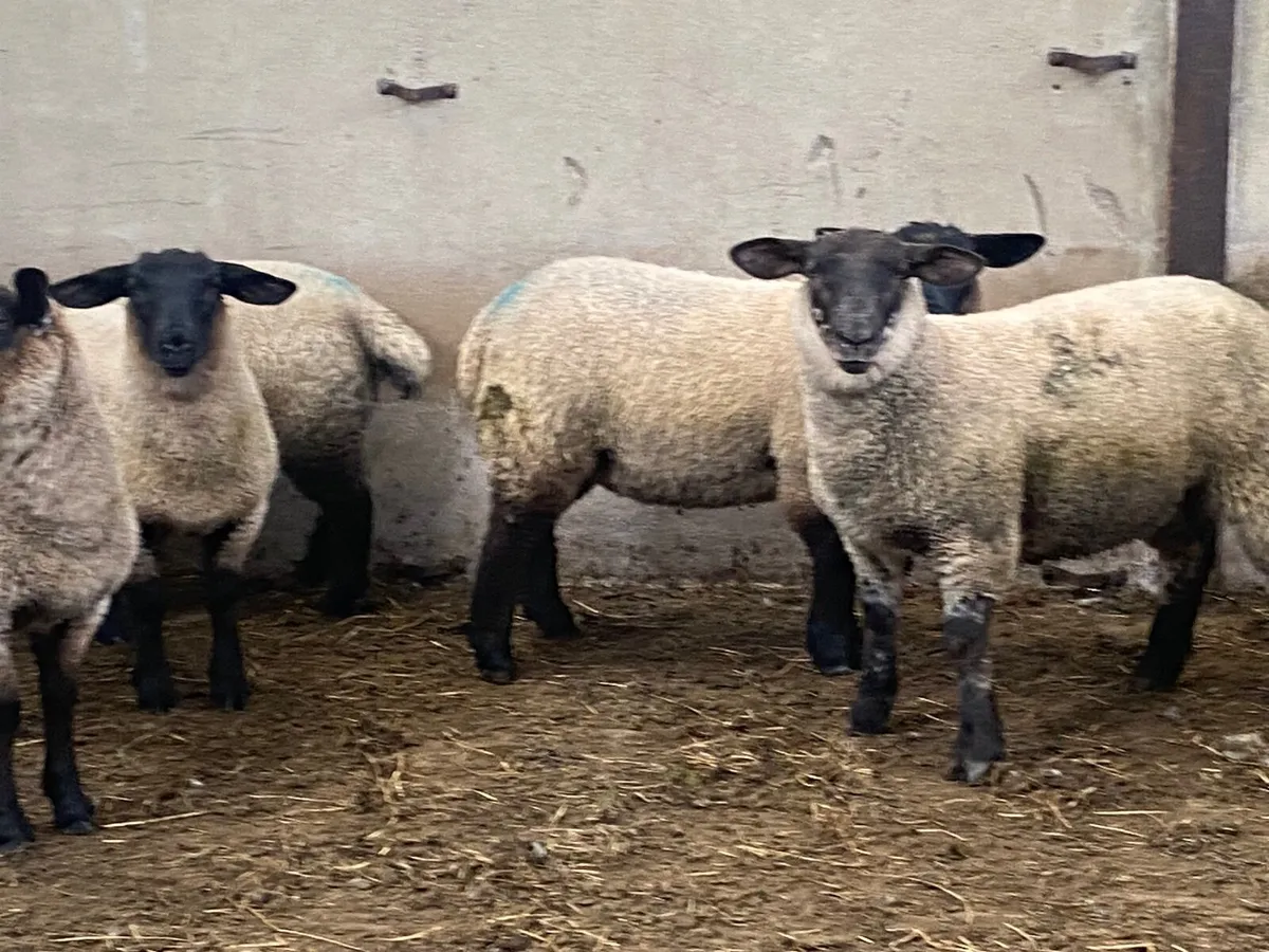 Well bred texelewe lambs - Image 3