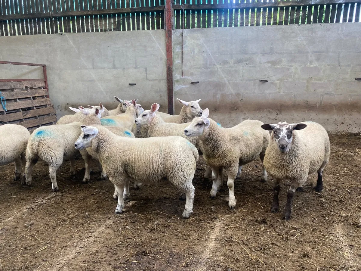 Well bred texelewe lambs - Image 1