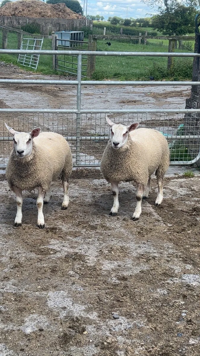 Chartex ewe and ram lamb - Image 1