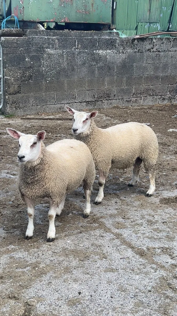 Chartex ewe and ram lamb - Image 2