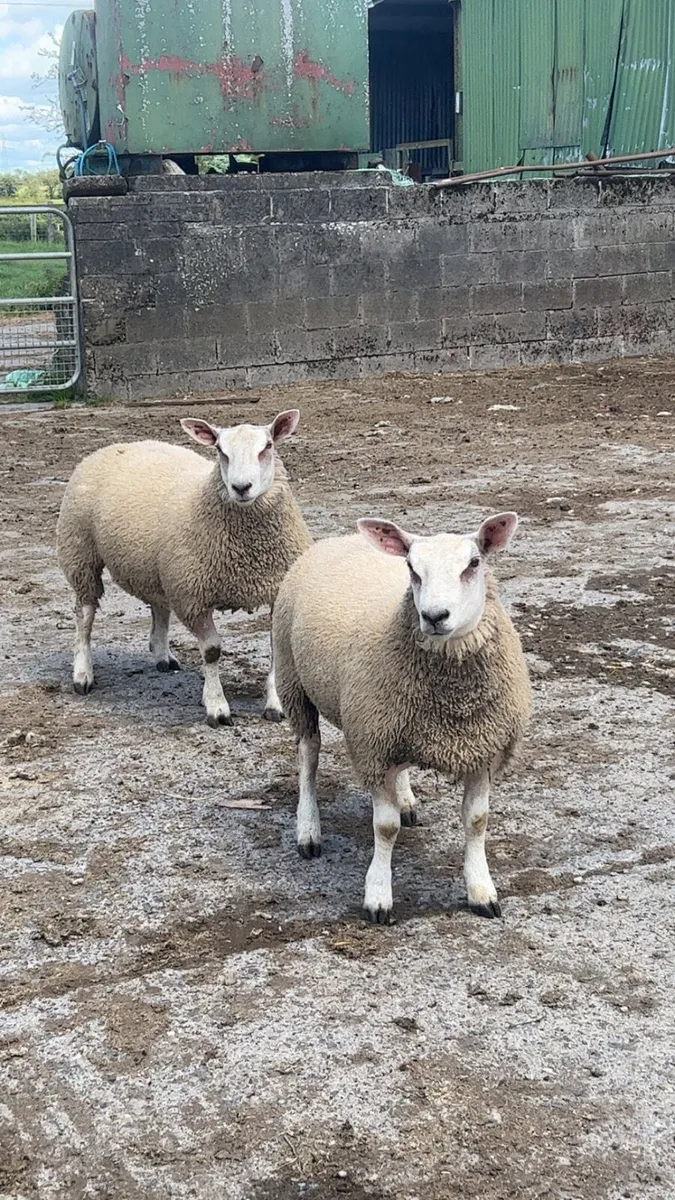 Chartex ewe and ram lamb - Image 4