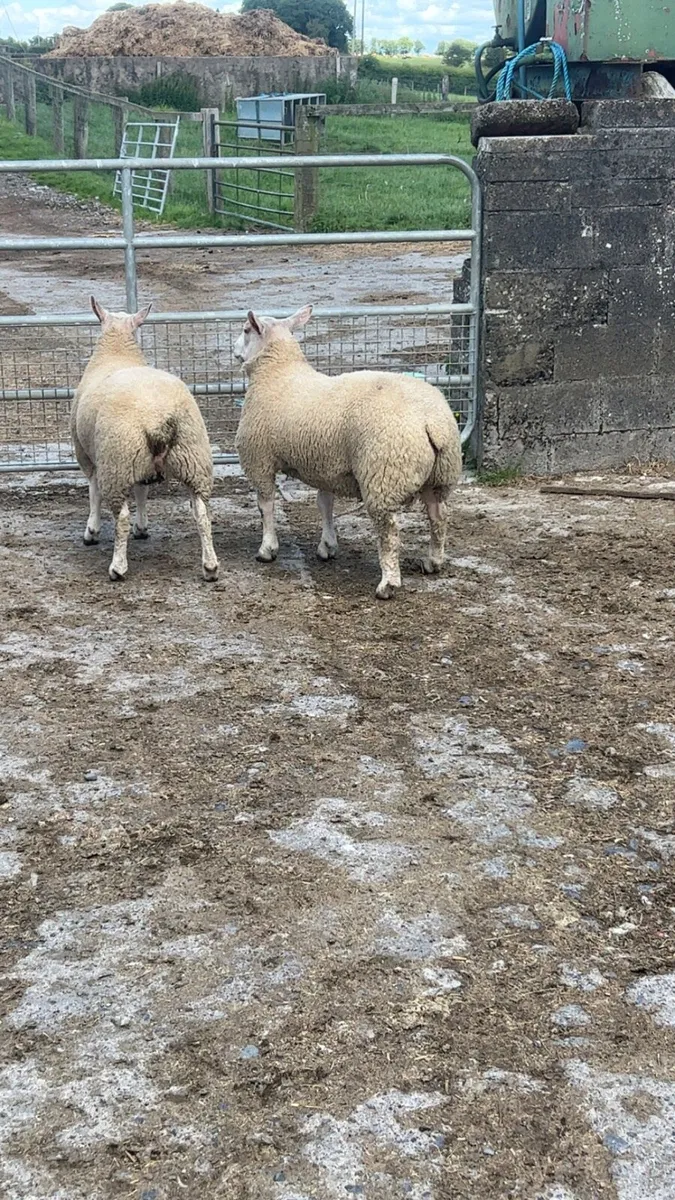 Chartex ewe and ram lamb - Image 3